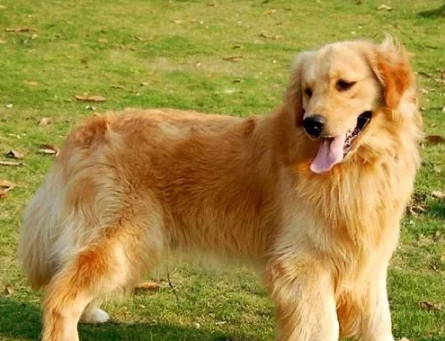 原創(chuàng)金毛犬非常友善，很多朋友都會飼養(yǎng)，但如何挑選品種好的狗狗呢？