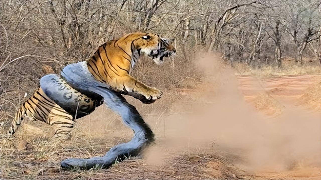 龙虎沟传奇：长白山忽然传来龙吟虎啸，原来是白山青蟒战老虎