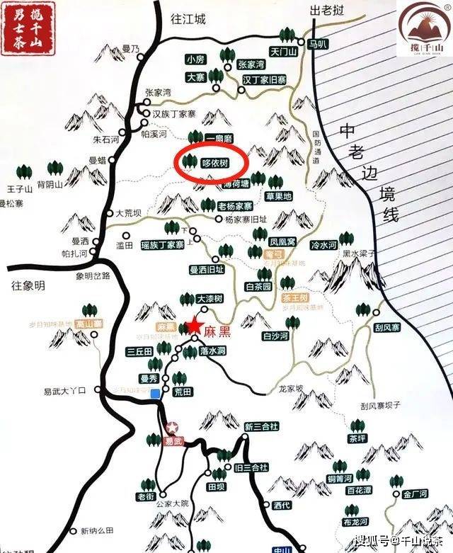 哆依树：易武高杆之王
