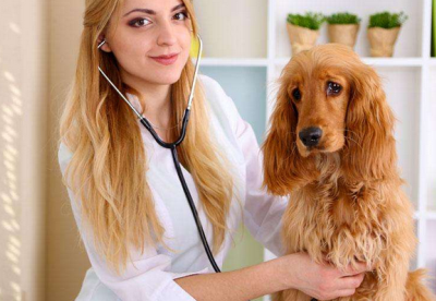 宠物知识：狗狗缺钙走路踮起腿，狗狗走路踮着脚走缺钙了-第2张图片-冲锋网