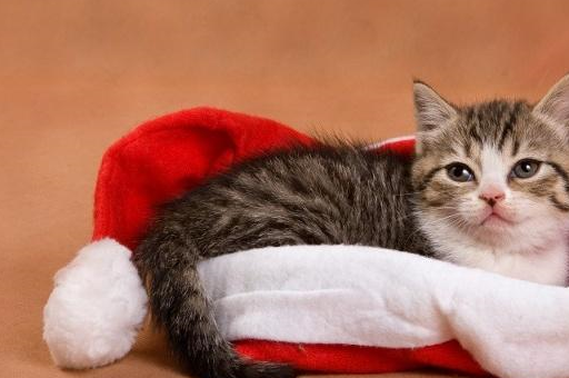 宠物小知识：猫长期和人生活在一起，对其进行基本的训练十分必要-第3张图片-冲锋网