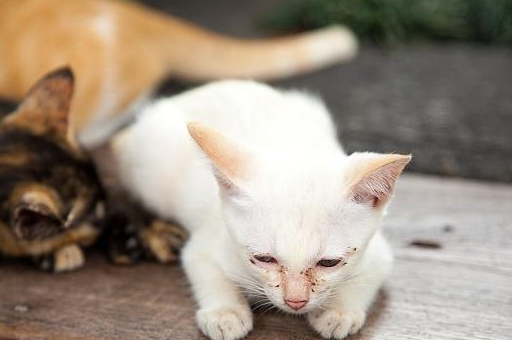 宠物小知识：猫长期和人生活在一起，对其进行基本的训练十分必要-第5张图片-冲锋网