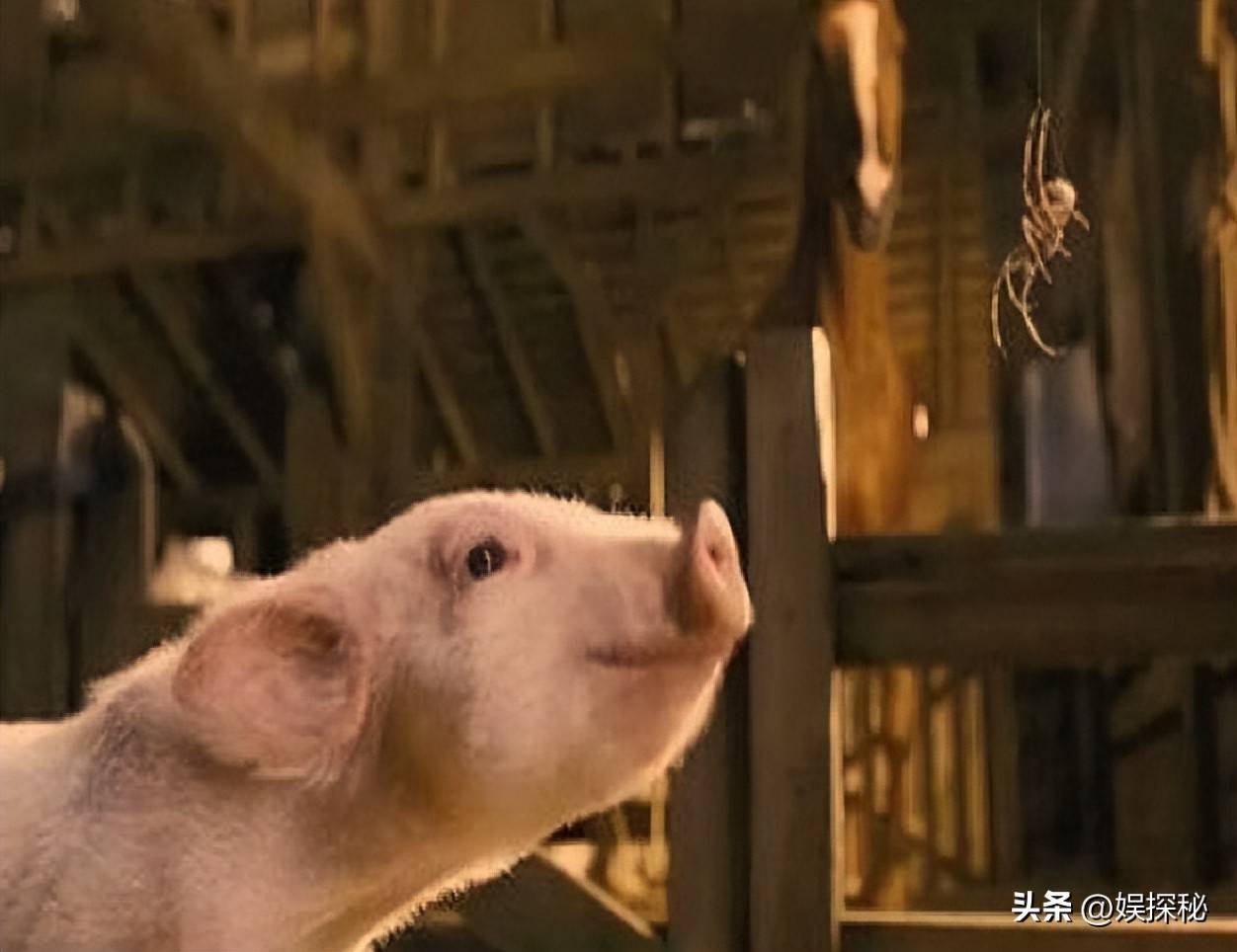 夏洛的网电影 搜狐网