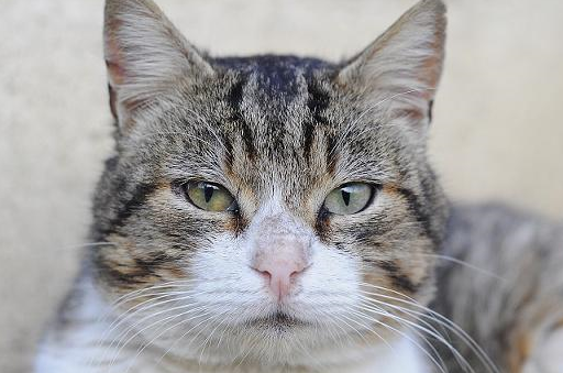 宠物小知识：猫长期和人生活在一起，对其进行基本的训练十分必要-第4张图片-冲锋网