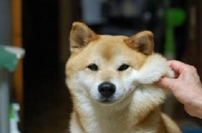 宠物知识：柴犬吃打虫药胃口不好，柴犬体内驱虫呕食欲差-第1张图片-冲锋网