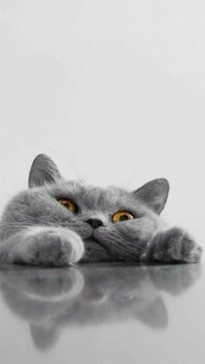 猫咪什么食物不能吃，英短猫舍哪家好，哪里买好，宠物小知识分享-第3张图片-冲锋网