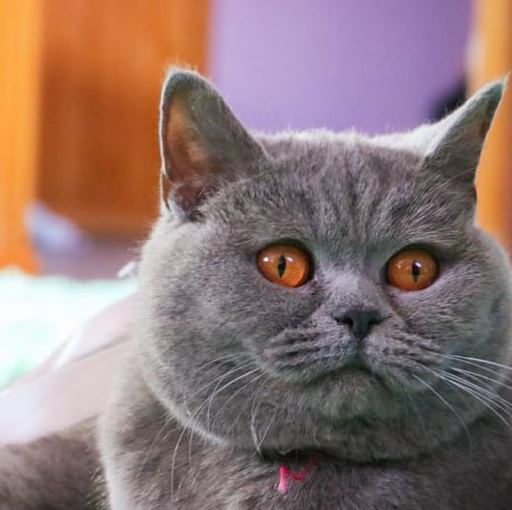 美短和英短的区别，猫咪如何养护，英短哪里买好，宠物小知识分享-第4张图片-冲锋网