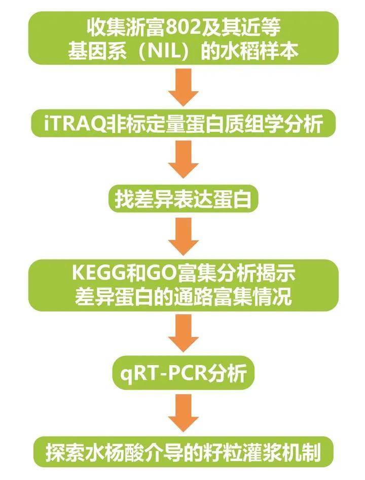 蛋白质组学——改善籽粒形状，提高作物产量！
