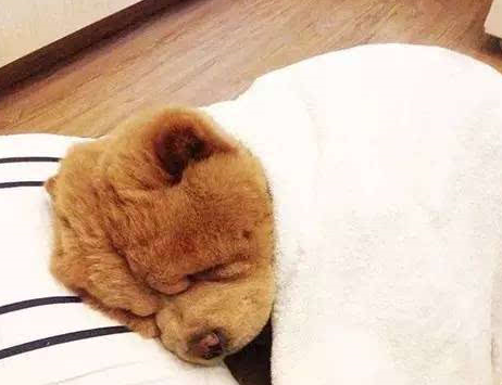 宠物百科：松狮，原来你的本名叫獢獢-第30张图片-冲锋网