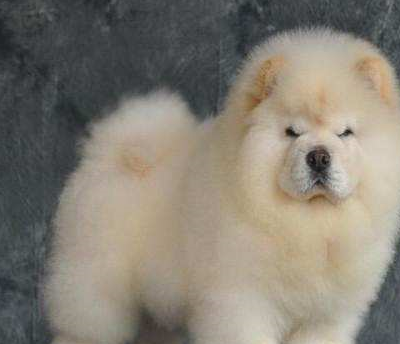 宠物百科：松狮，原来你的本名叫獢獢-第7张图片-冲锋网