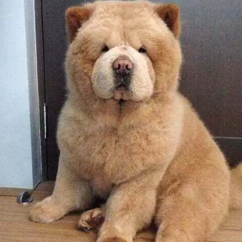 宠物百科：松狮，原来你的本名叫獢獢-第28张图片-冲锋网