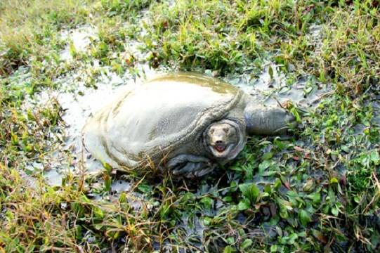 甲鱼如何养殖，2023甲鱼养殖方法[百科知识]-第2张图片-冲锋网