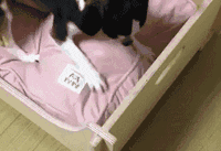 宠物百科：最小的宠物犬之一 吉娃娃-第15张图片-冲锋网