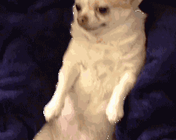 宠物百科：最小的宠物犬之一 吉娃娃-第14张图片-冲锋网