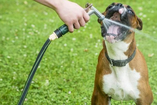 萌新主人第一次养宠物，可狗狗回家之后要怎么养？4个知识点解决-第4张图片-冲锋网