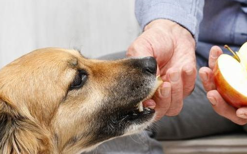 宠物知识：西班牙猎犬常见的健康问题-第3张图片-冲锋网