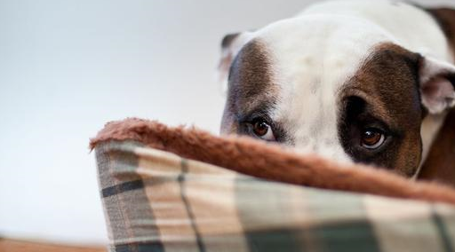 宠物知识：狗癫痫和癫痫的发作-第1张图片-冲锋网