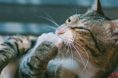 如何养好宠物猫的胃？猫咪胃部的护理知识！-第1张图片-冲锋网