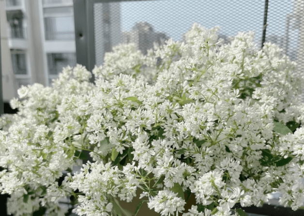 蓝妖：禾叶大戟花的正确种植方法，想要养好它，牢牢遵循这5点