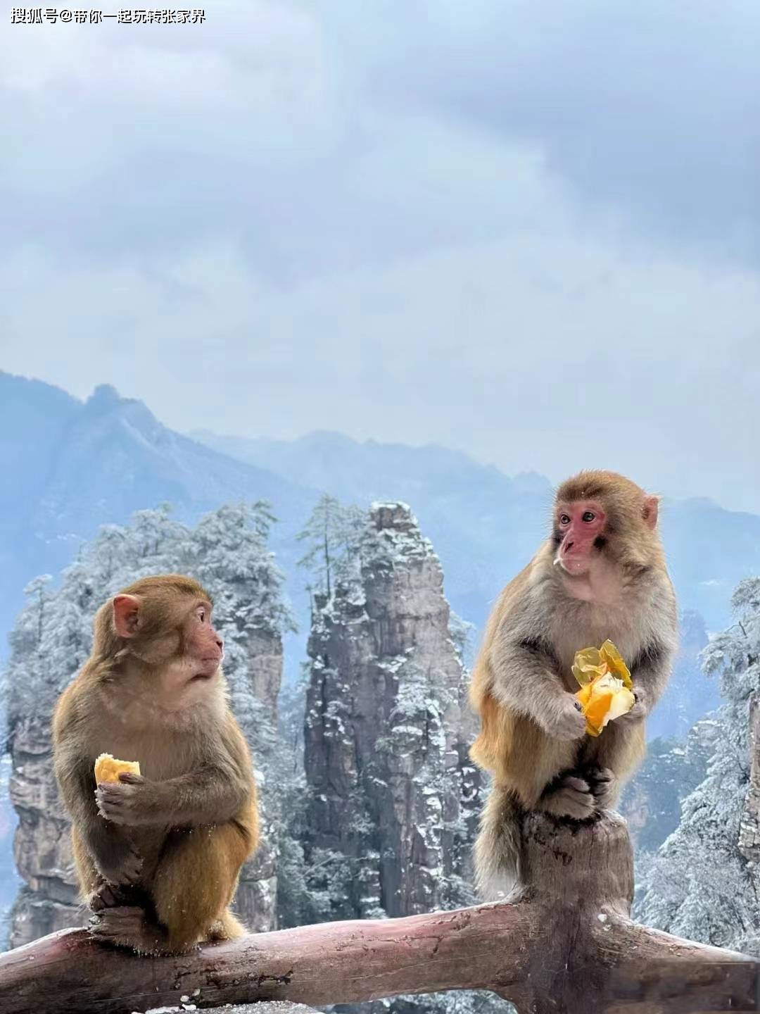 冬日张家界旅游攻略-这个冬天张家界银装素裹 美的犹如仙境