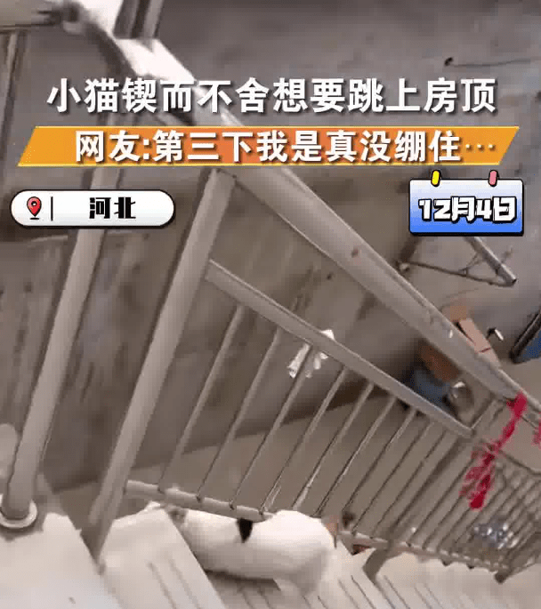 猫咪犟种附体欲跳对面房顶连摔3次 网友：这是要把9条命都用完了