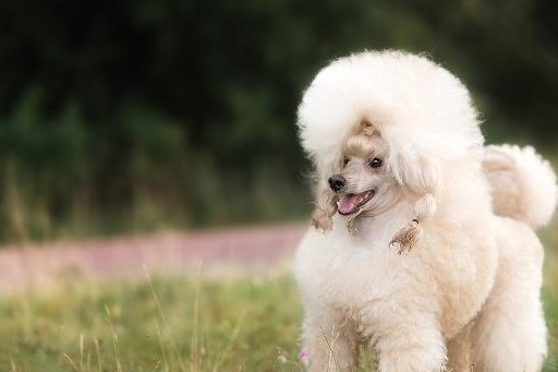原创宠物小知识：非常聪明且喜欢狩猎的犬种贵宾犬，来看看吧