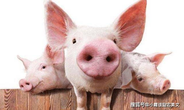 周公解梦探秘，看到别人把猪按住准备杀的深层含义与心理解析