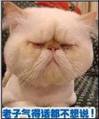 需要更多给力聊天表情包的朋友,请关注微信公众号:斗图表情哥返回