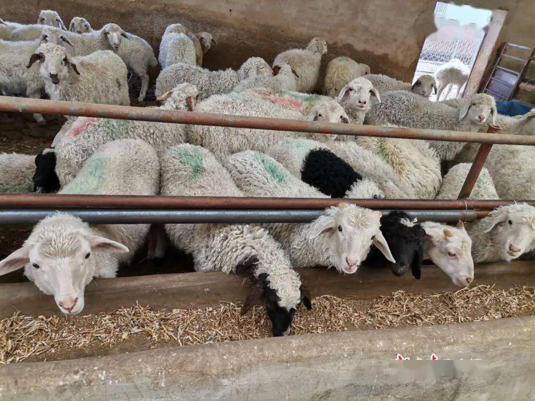 东乡县高山乡布楞沟村养殖农民专业合作社里羊只满圈.