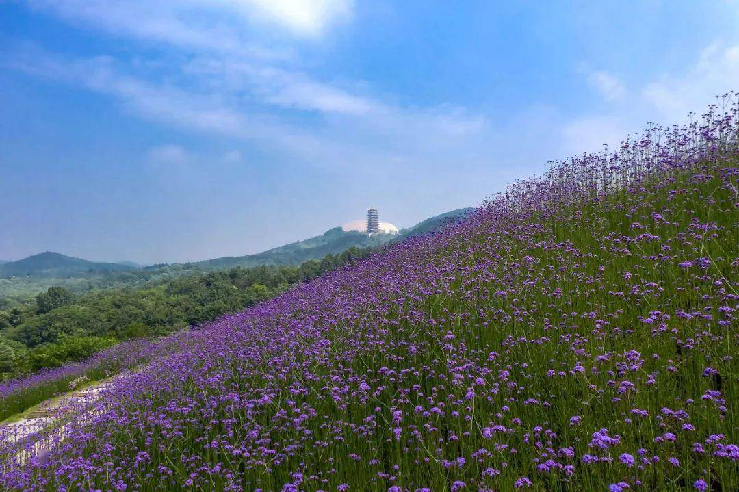 天空之镜,彩虹花海,紫色海洋.五月的江宁谷里,很好玩!