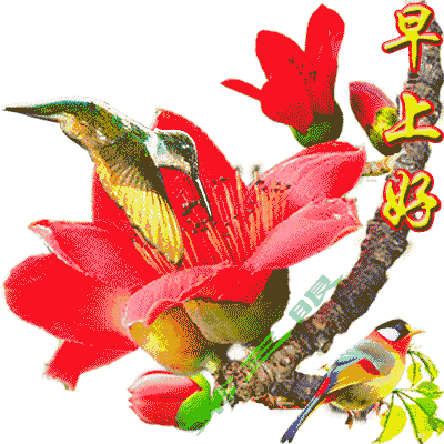 5月最新版漂亮的早安问候动态鲜花图片带字,早安问候祝福语句