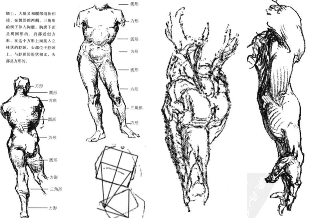 《伯里曼人体结构教学》部分参考资料 部分参考雕塑图片