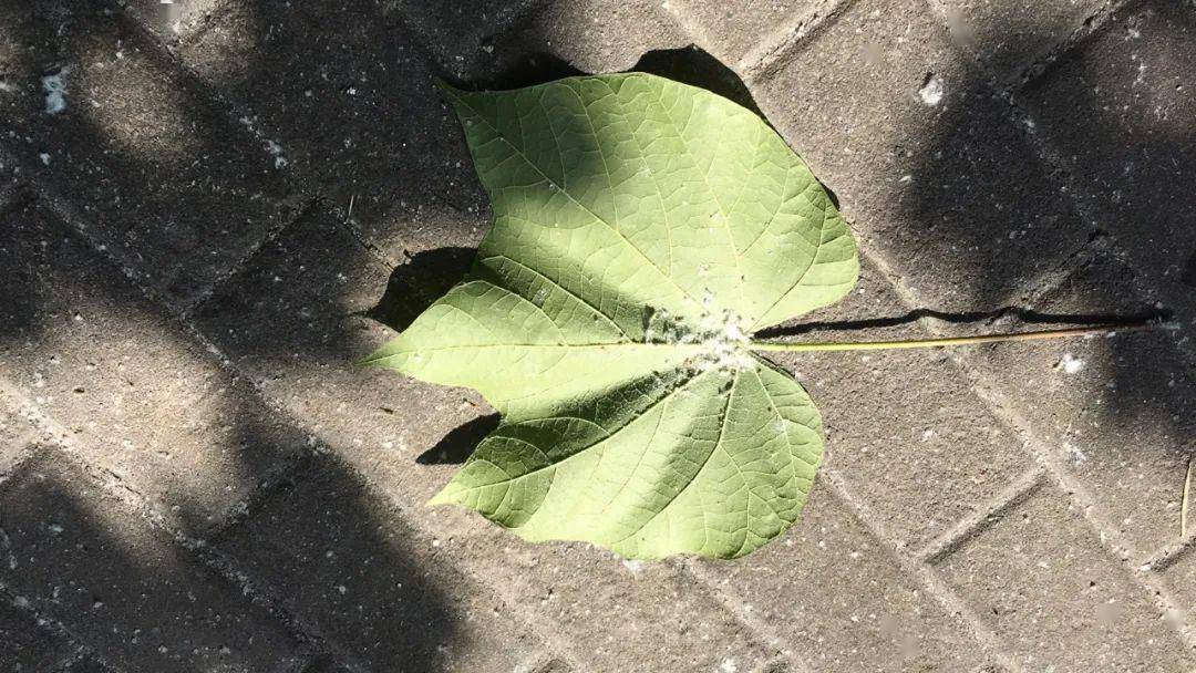 对此,市园文局也在第一时间给出了回应:  榆四脉绵蚜是植物界的一种