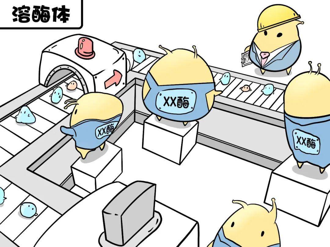 关爱什么？细胞也会消化不良？！｜国际黏多糖贮积症关爱日特别推送