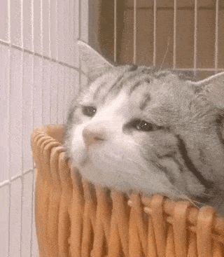 康康这静止的动作,加上郁郁寡欢的小眼神……你可能没听说过它的大名