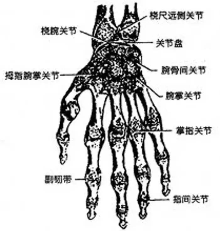 手的解剖结构