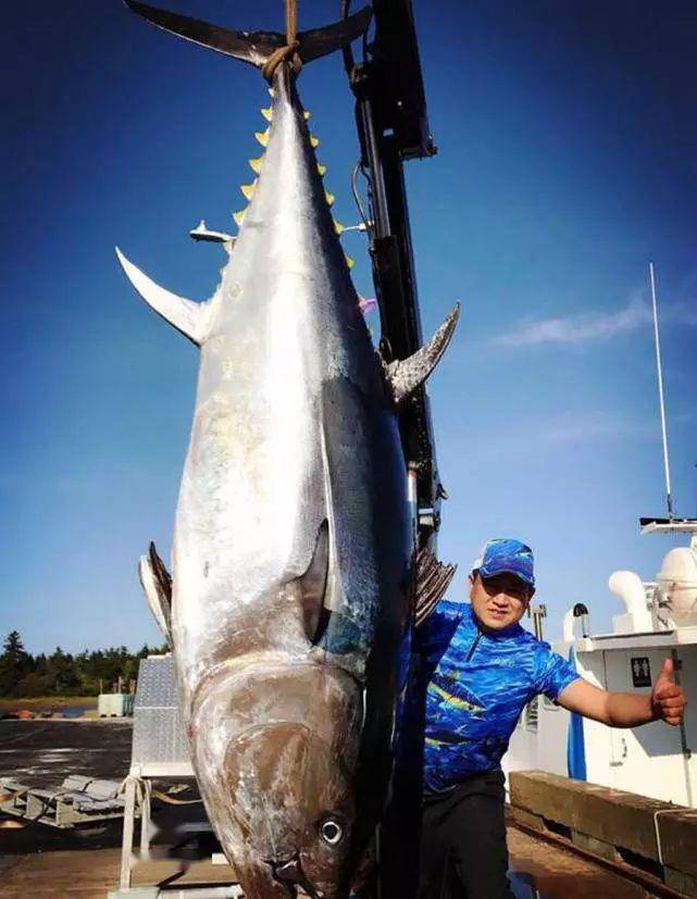 鱼多大可以放生 e67b468fb1eb4ea79cfaa6fbce7760e5.jpeg