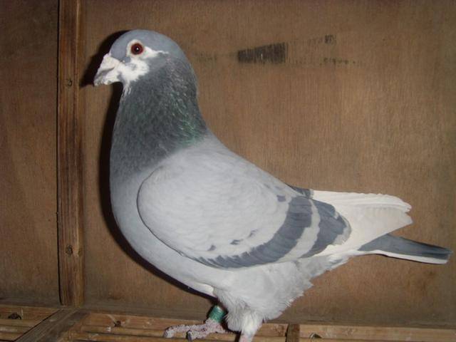 5fd32b8b8c3343f4876efcda4425523a.jpeg