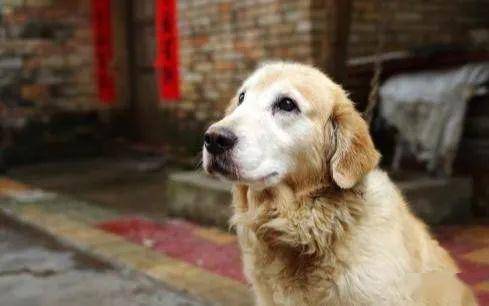 怎么给狗狗剪背上的毛 dc4423def03947a98f4a555ea9c9f5cb.jpeg