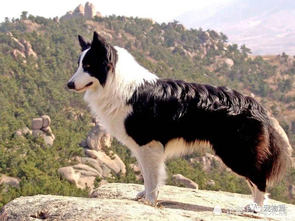 边牧是什么类型的狗 5b1050e176264d72b06596ba4fd88f61.jpeg