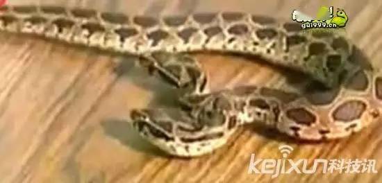 蛇是怎么运动的视频 8c118d30952e47b4b925377d84b32558.jpeg