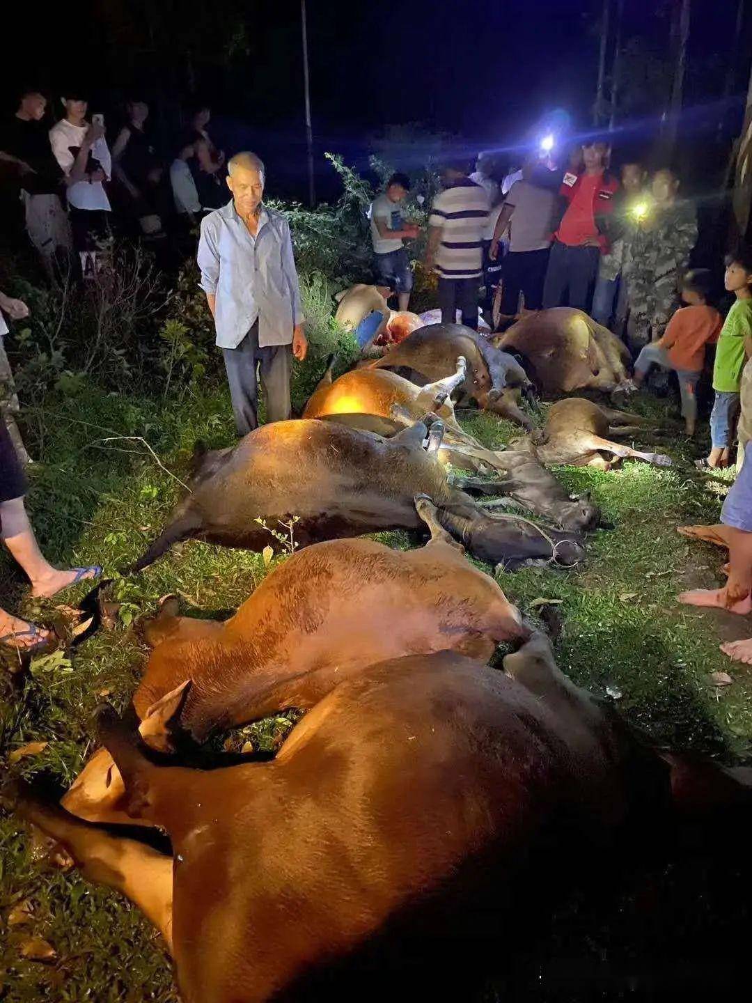 玉林某地十多头牛不明原因死亡.