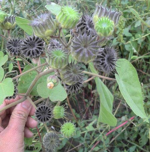 在农村随地可见却叫不上名的野草,益母草,决明子名列其中