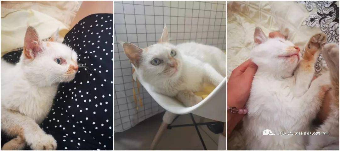 七七是小猫 88ec360697054b2ca9fe05fa1594e971.jpeg