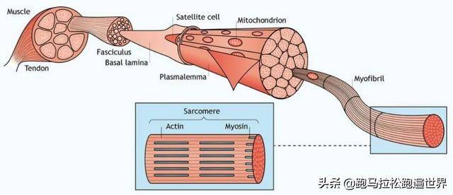 进展健康与疾病中的骨骼肌研究