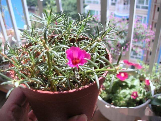 适合家里养的花有哪些品种 4c5366d085e448719b70d4642349a5bb.jpeg