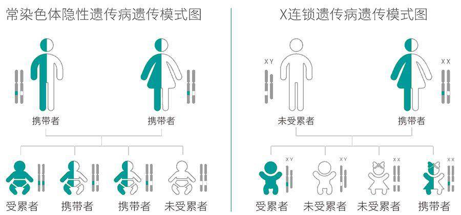 常染色体隐性遗传病及x连锁遗传病遗传模式图在我国,常规婚检和产检