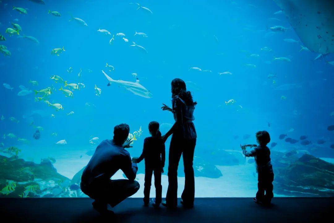 澳洲水族馆停业后,海底生物竟抑郁了,专门求人抱抱!