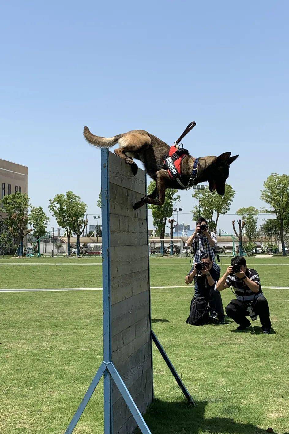 在上海市公安局刑侦总队的警犬基地里,共有150只左右在训警犬,它们大