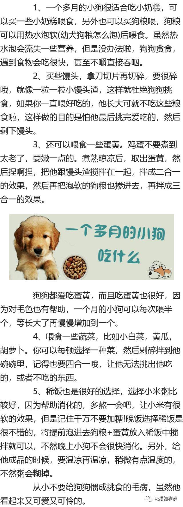 一个多月的小狗吃什么